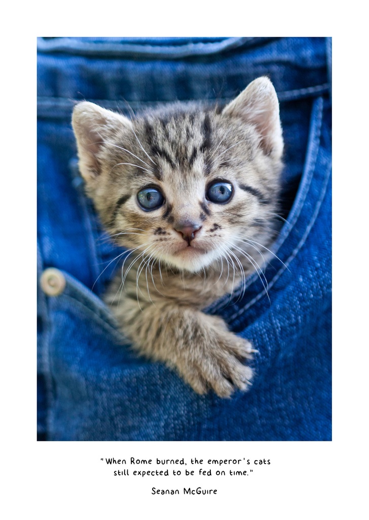 Cats in Small Places 2025 Diary