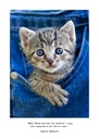 Cats in Small Places 2025 Diary