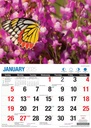 Big Print Butterflies 2025 Calendar