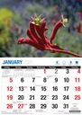 Big Print Australian Wildflowers 2025 Calendar