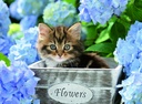 Tortoiseshell Kitty 300pc XXL Puzzle - Ravensburger