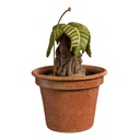 Harry Potter: Mandrake with Sound and Light - 2025 Hallmark Keepsake Christmas Ornament