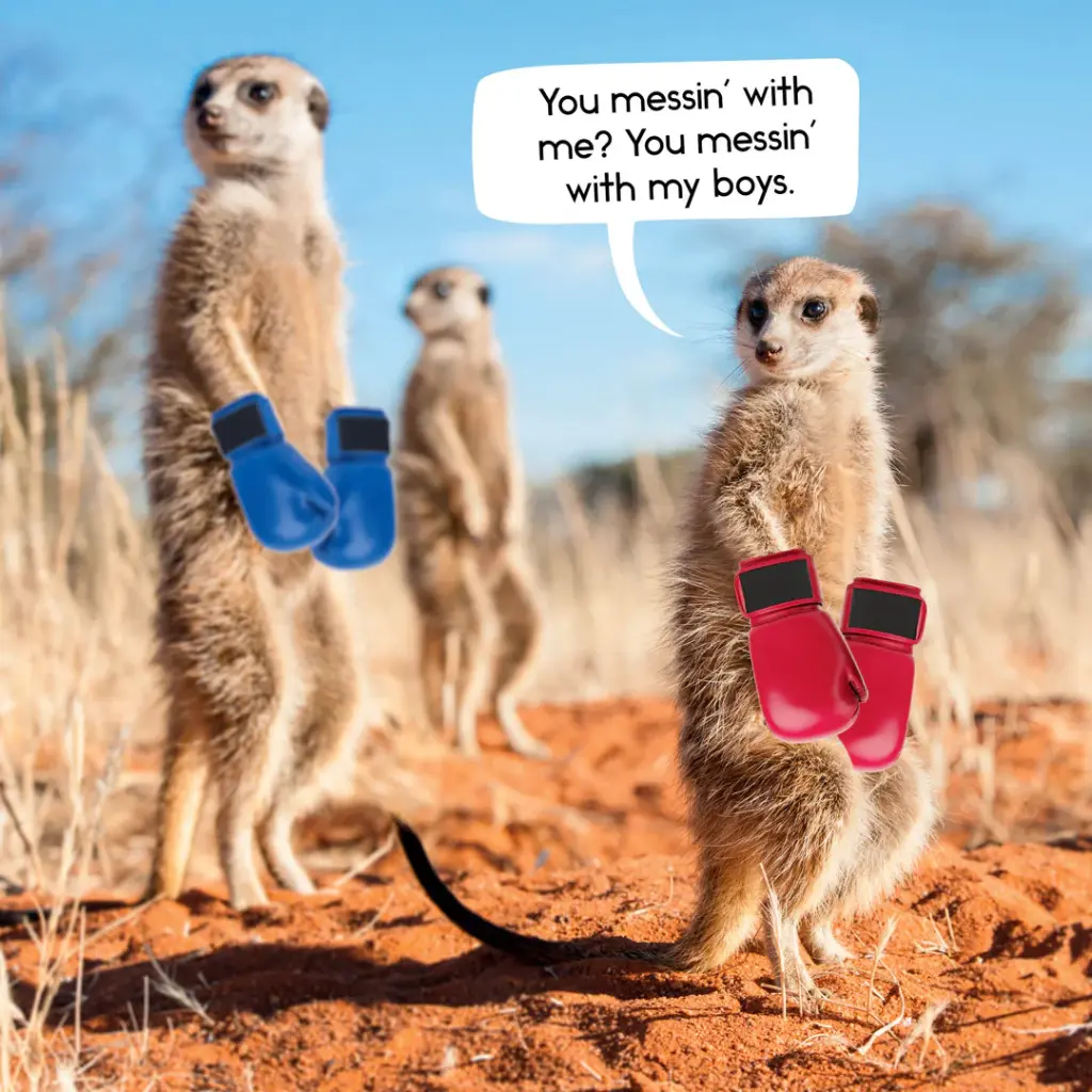 Gangs of Meerkat Manor 2026 Calendar
