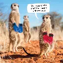 Gangs of Meerkat Manor 2026 Calendar