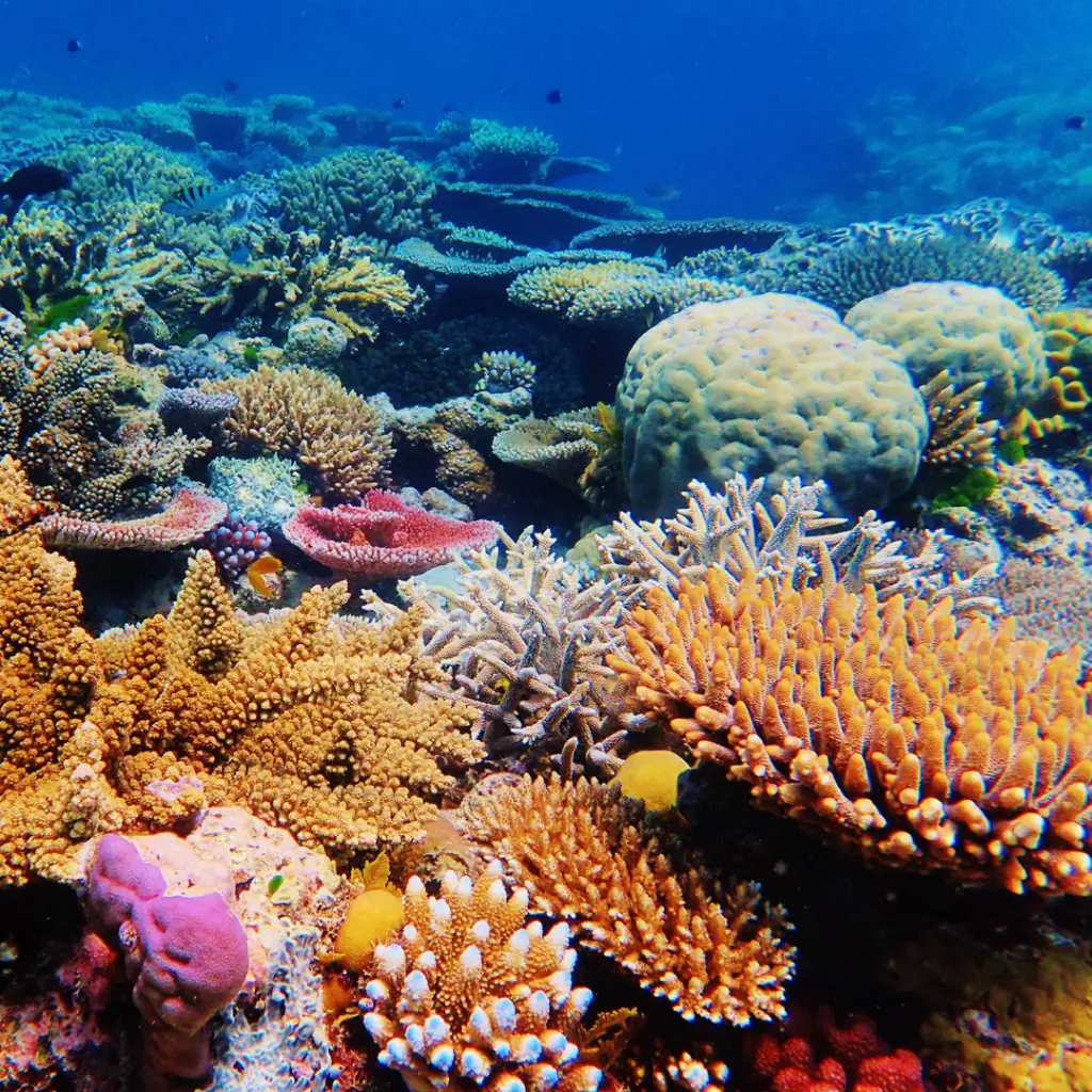 Paper Pocket Our Australia Reefs 2026 Calendar