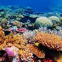 Paper Pocket Our Australia Reefs 2026 Calendar
