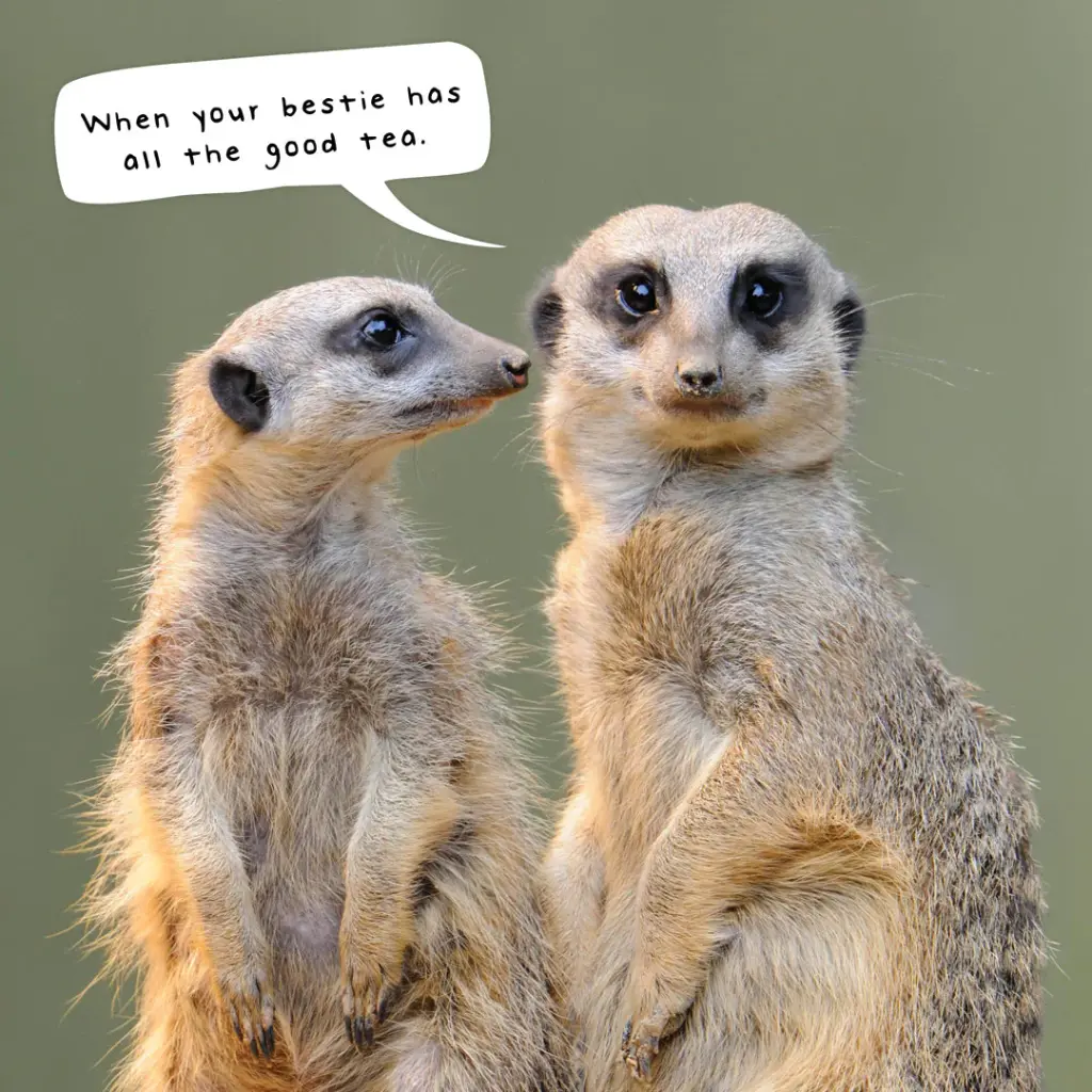Meerkats 2026 Calendar