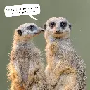 Meerkats 2026 Calendar
