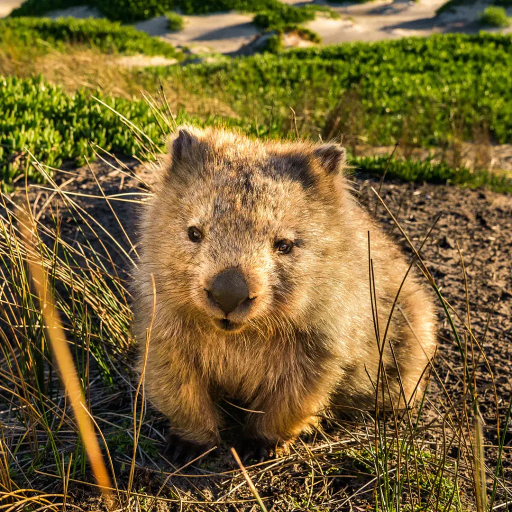 Paper Pocket Our Australia Native Animals 2026 Calendar