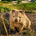 Paper Pocket Our Australia Native Animals 2026 Calendar