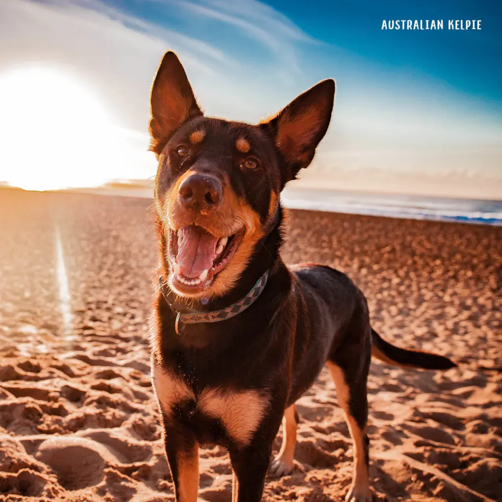 Paper Pocket Our Australia Working Dogs 2026 Calendar
