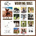 Paper Pocket Our Australia Working Dogs 2026 Calendar