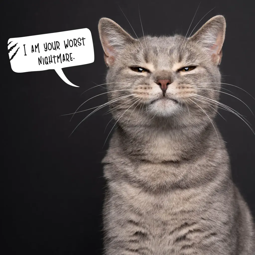 Paper Pocket Snappy Cat 2026 Calendar