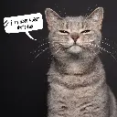 Paper Pocket Snappy Cat 2026 Calendar