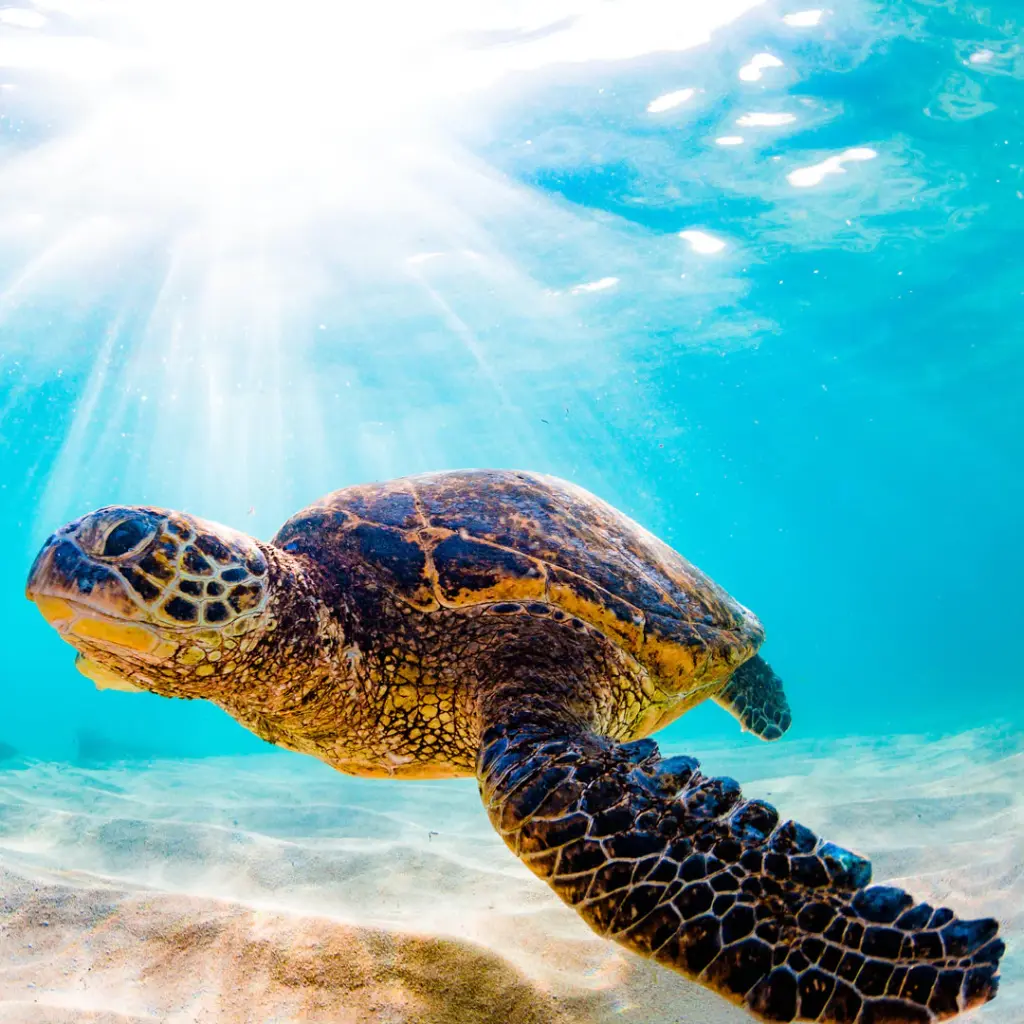 Paper Pocket Sea Turtles 2026 Calendar