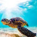 Paper Pocket Sea Turtles 2026 Calendar