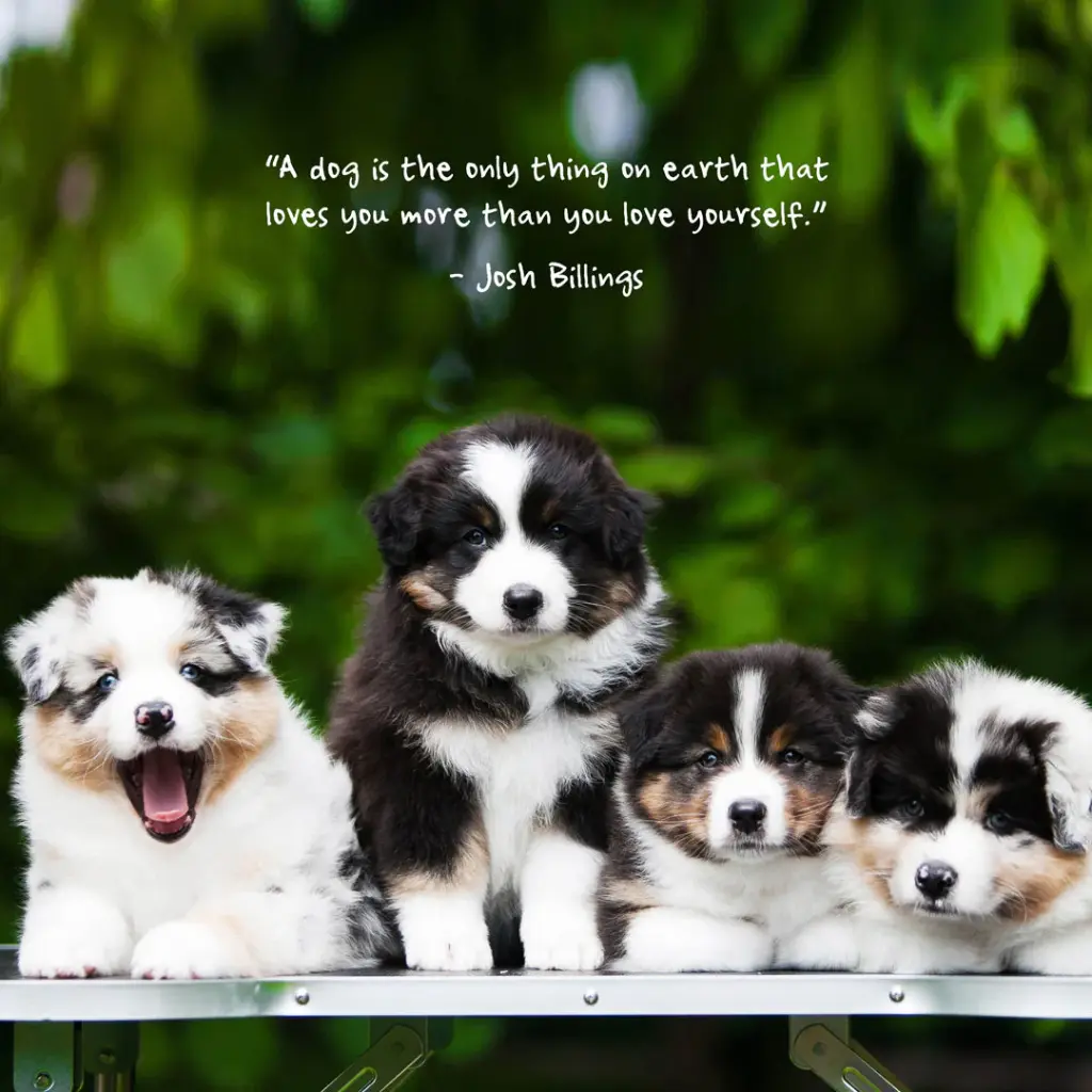 Puppies 2026 Calendar