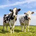 Paper Pocket Our Australia Farm Animals 2026 Calendar