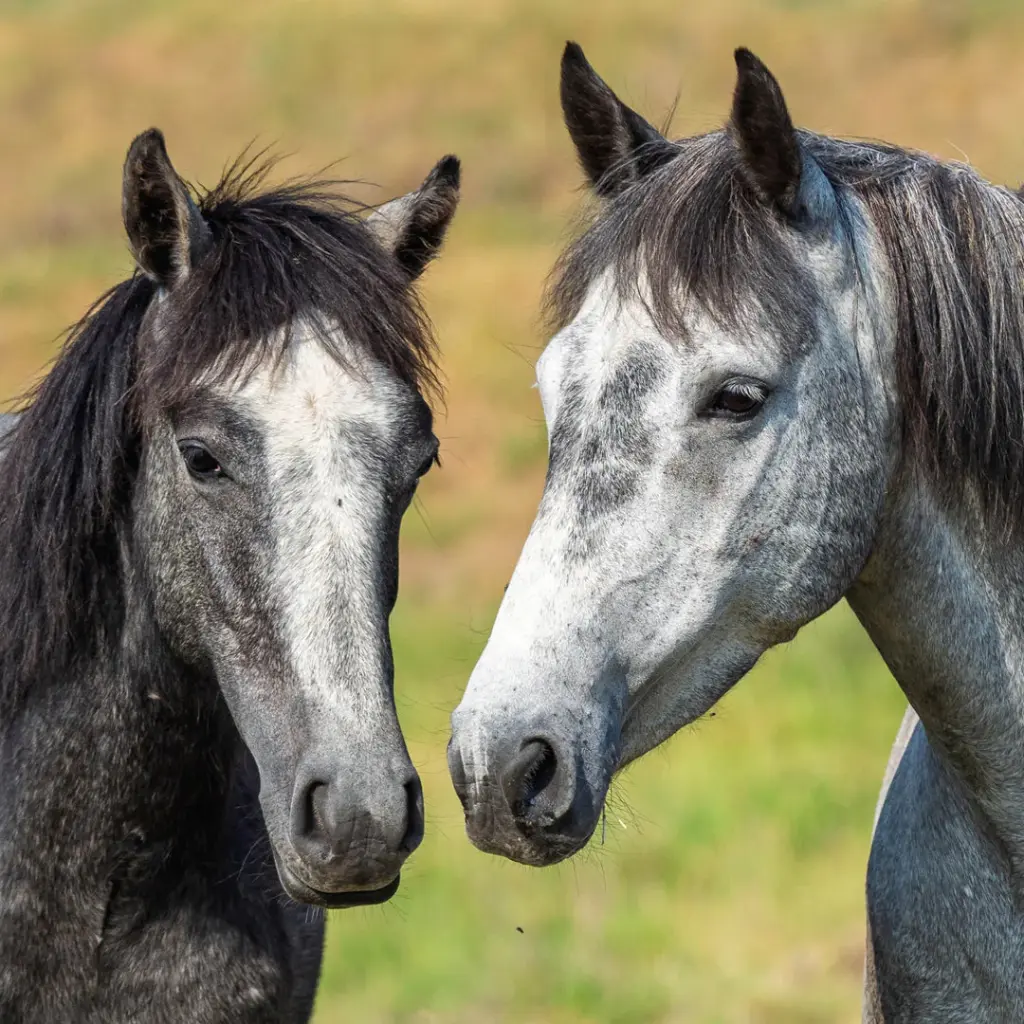 Our Australia - Wild Horses: The Brumby 2026 Calendar