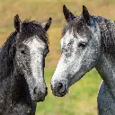 Our Australia - Wild Horses: The Brumby 2026 Calendar