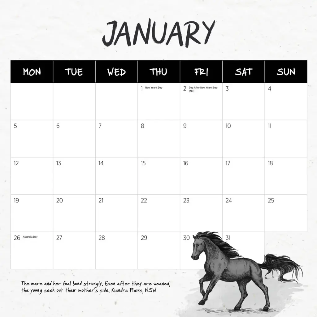 Our Australia - Wild Horses: The Brumby 2026 Calendar