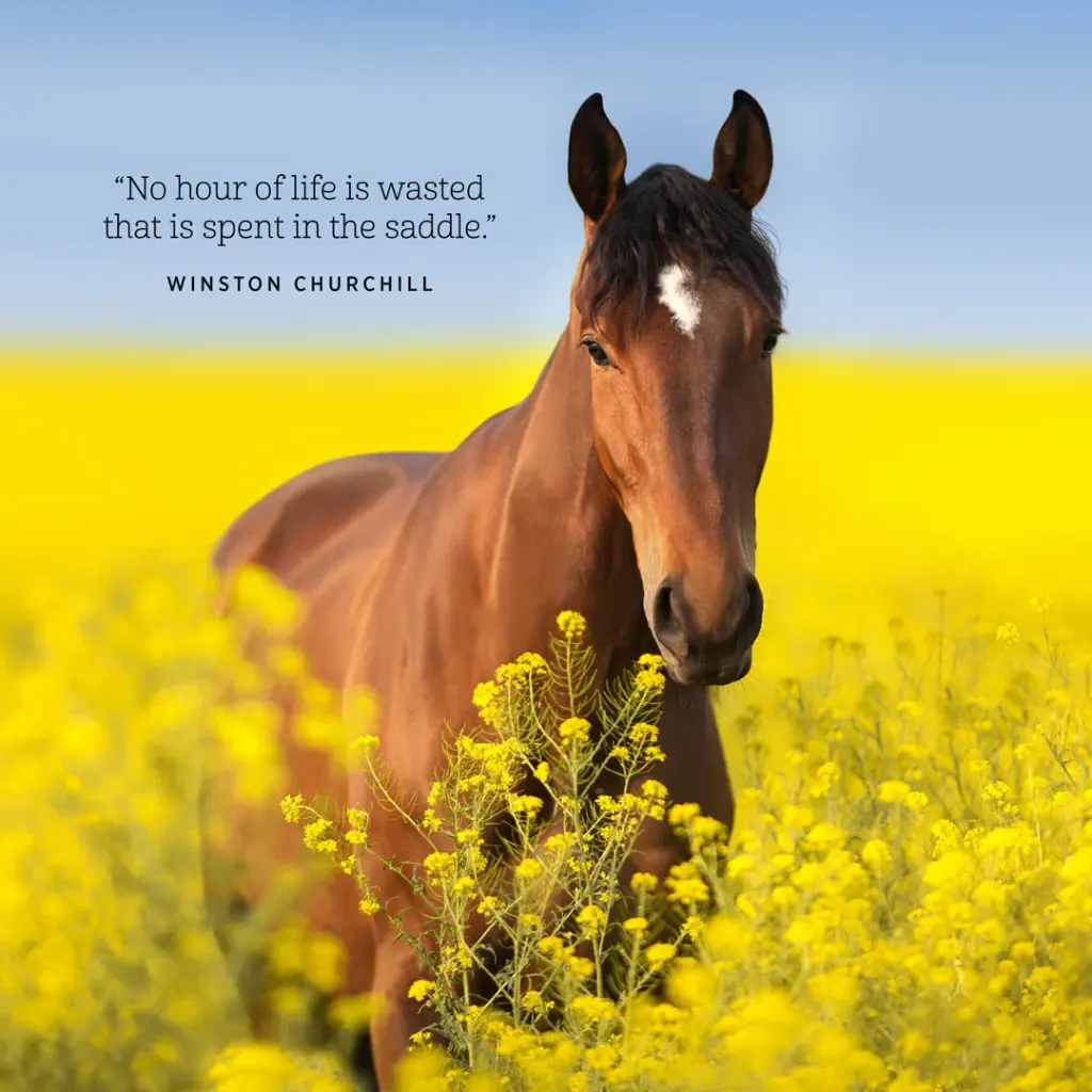 Paper Pocket Our Australia Horses at Home 2026 Calendar