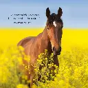 Paper Pocket Our Australia Horses at Home 2026 Calendar