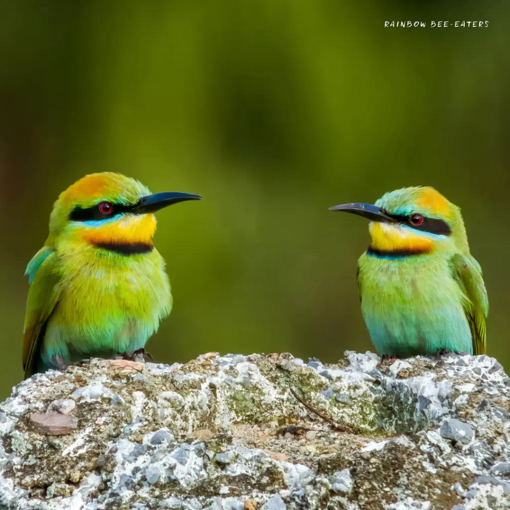 Paper Pocket Our Australia Exotic Birds 2026 Calendar