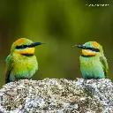 Paper Pocket Our Australia Exotic Birds 2026 Calendar