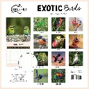 Paper Pocket Our Australia Exotic Birds 2026 Calendar