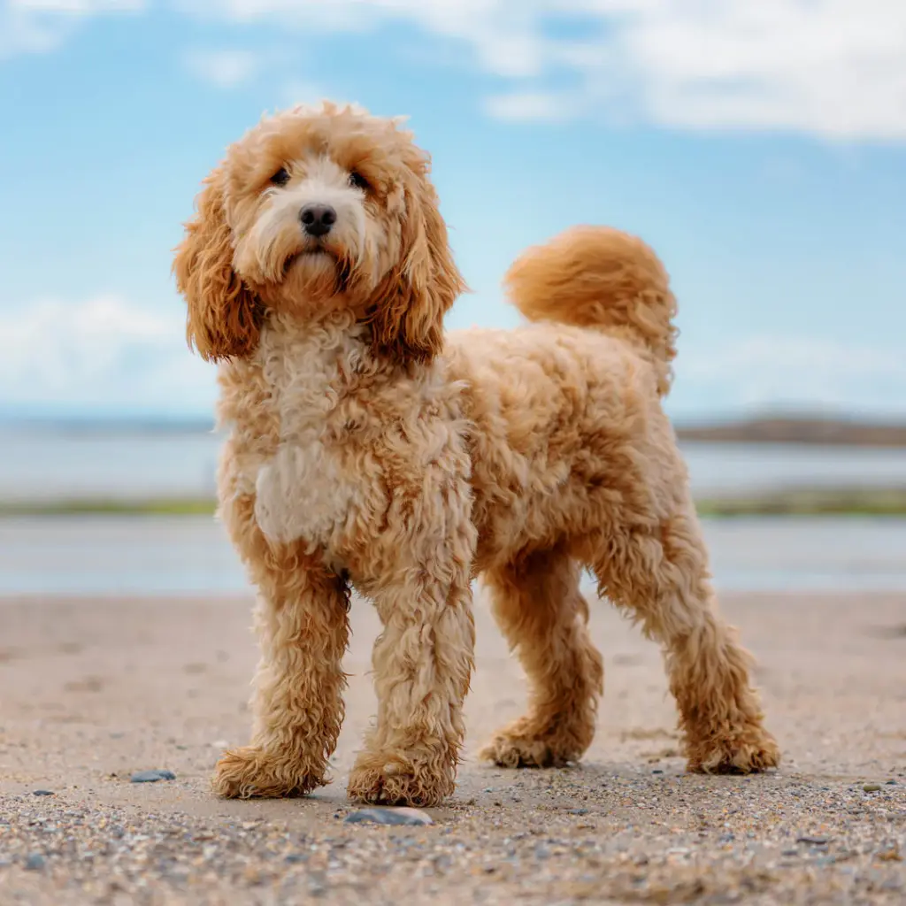 Paper Pocket Cavoodle 2026 Calendar