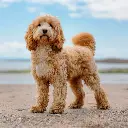 Paper Pocket Cavoodle 2026 Calendar