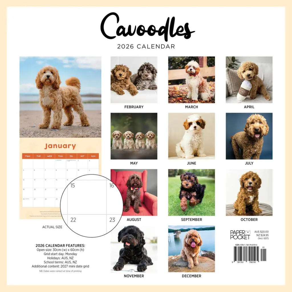 Paper Pocket Cavoodle 2026 Calendar
