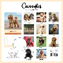 Paper Pocket Cavoodle 2026 Calendar