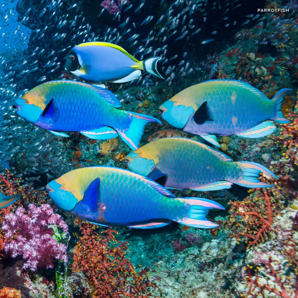 Paper Pocket Colourful Ocean Animals 2026 Calendar