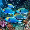 Paper Pocket Colourful Ocean Animals 2026 Calendar