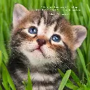Paper Pocket Fur Friends 2026 Calendar