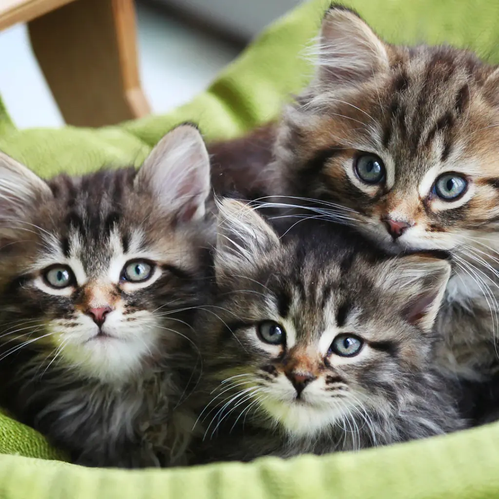 Paper Pocket Kittens 2026 Calendar