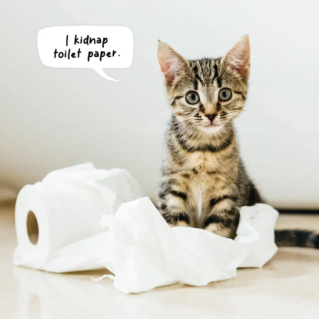 Paper Pocket Cat Crimes 2026 Calendar