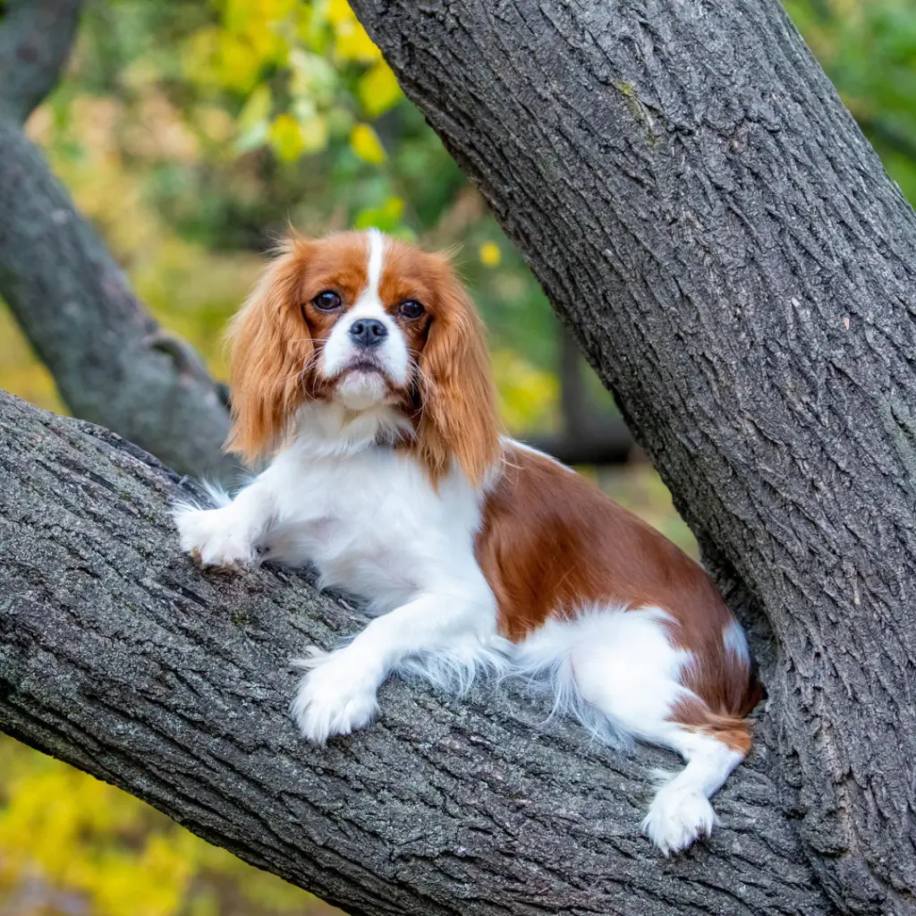Paper Pocket Cavalier King Charles Spaniel 2026 Calendar