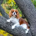 Paper Pocket Cavalier King Charles Spaniel 2026 Calendar