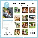 Paper Pocket Cavalier King Charles Spaniel 2026 Calendar