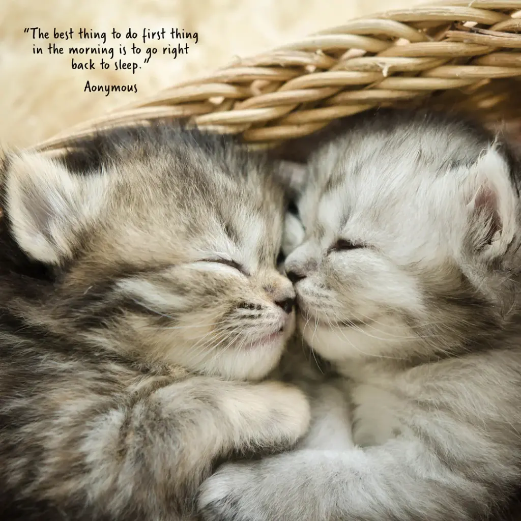 Paper Pocket Cat Naps 2026 Calendar