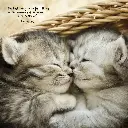 Paper Pocket Cat Naps 2026 Calendar