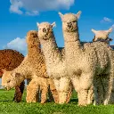 Paper Pocket Alpacas 2026 Calendar