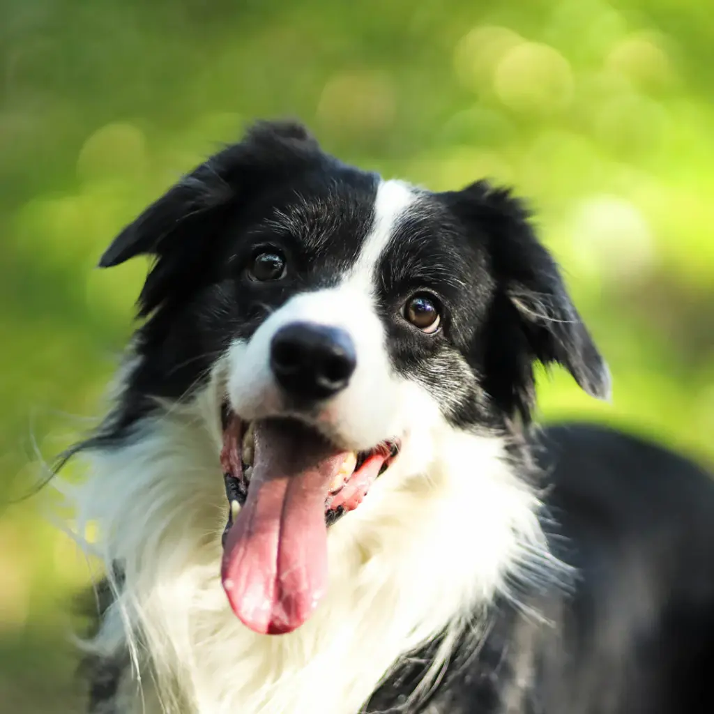 Paper Pocket Border Collies 2026 Calendar