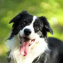 Paper Pocket Border Collies 2026 Calendar