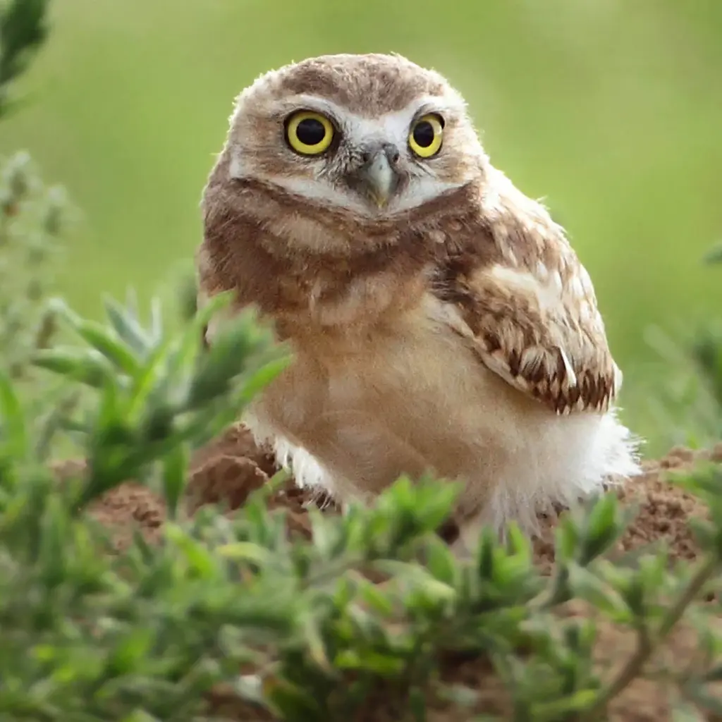 Paper Pocket Owls 2026 Calendar