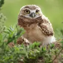 Paper Pocket Owls 2026 Calendar