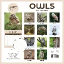 Paper Pocket Owls 2026 Calendar
